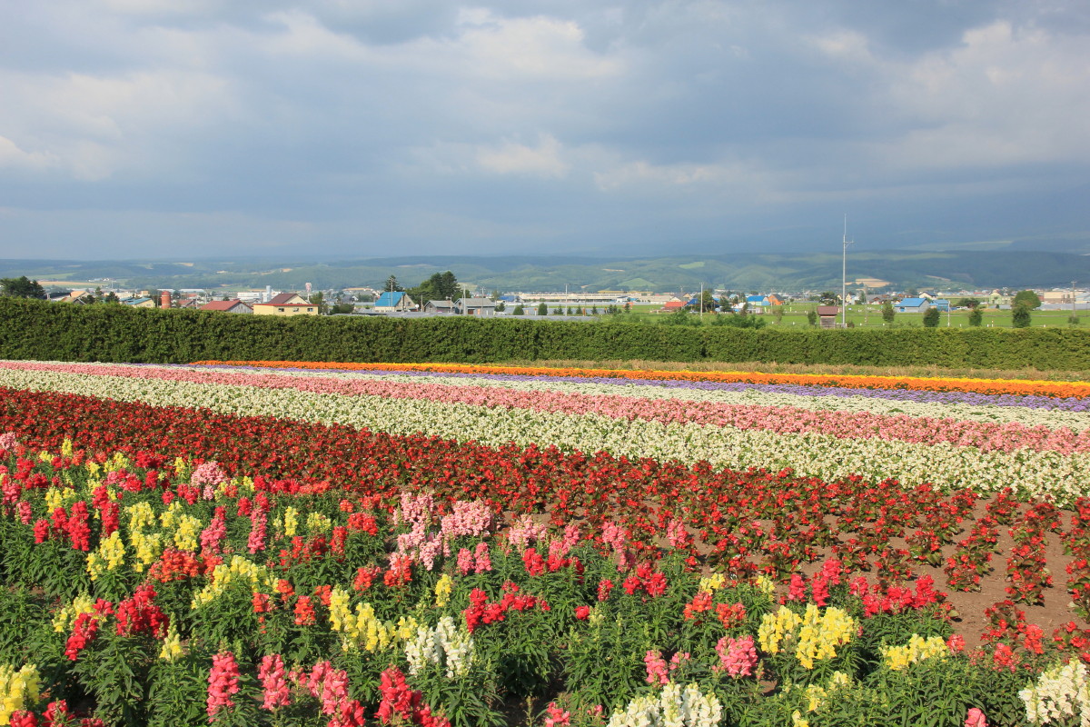 ファーム富田の花畑